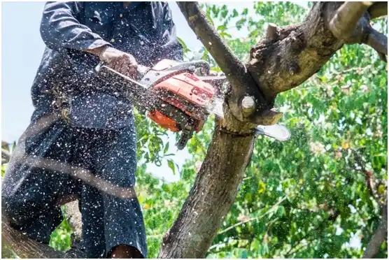 tree services Hortonville